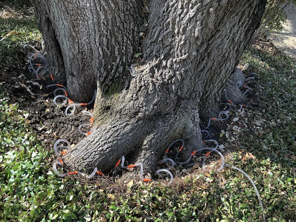 Detailed Tree Cabling and Bracing job site in Woolrich