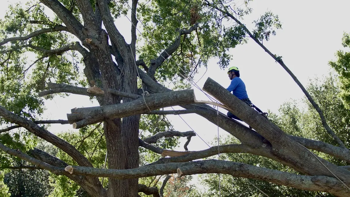Professional Crown Thinning performed by certified arborists in Woolrich