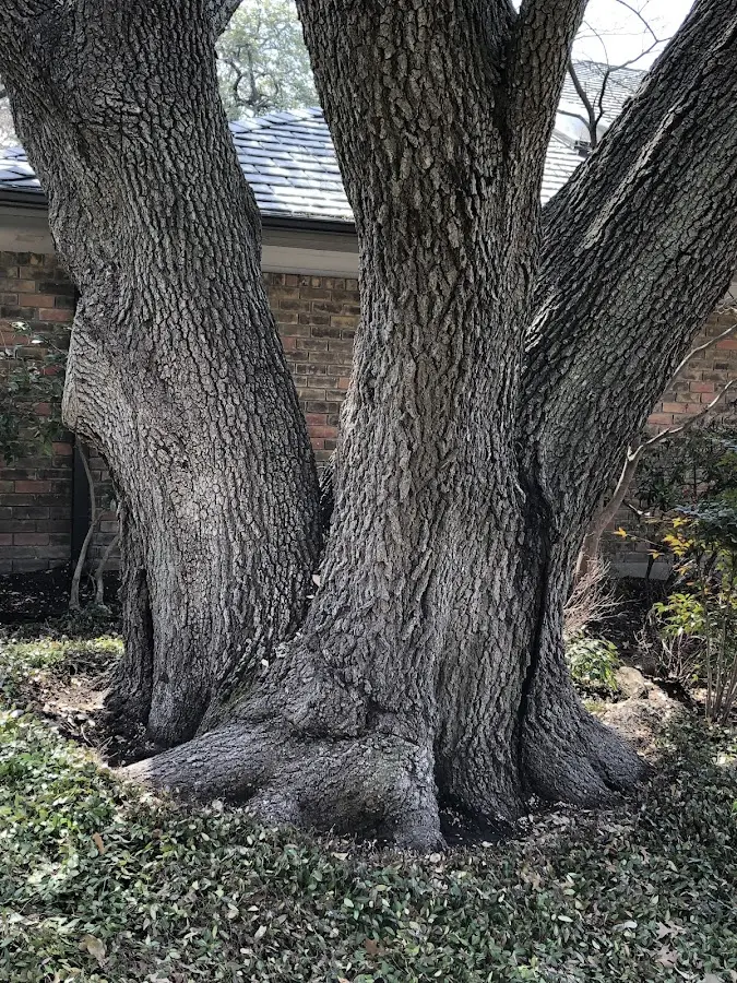 Mature heritage tree close to a Woolrich property cared for by certified arborists